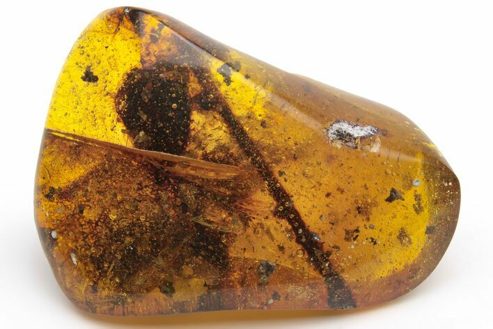 Polished Chiapas Amber ( g) - Mexico #237410